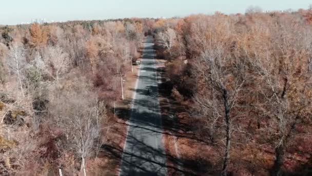 バードアイビューからの落ち葉で美しい秋の落葉樹林。秋の都市公園の空の道路上の自転車での専門的な女性サイクリストのトレーニング — ストック動画
