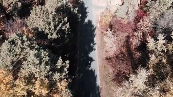 Ciclismo casal está treinando em bicicletas na estrada vazia no outono parque da cidade. Ciclistas profissionais pedalando em bicicletas no dia quente ensolarado na floresta. Vista superior do drone aéreo — Vídeo de Stock