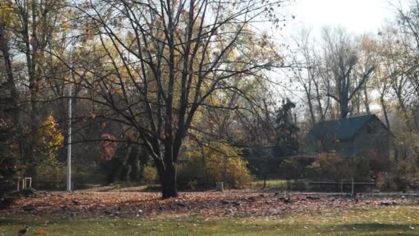 Osamělý strom s spadlým listím v podzimním parku s mnoha vránami kolem. — Stock video