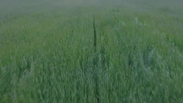 Endless green agricultural field with wheat. Drone flying above green wheat field. Beautiful aerial view of agricultural landscape with field of wheat — Stock Video