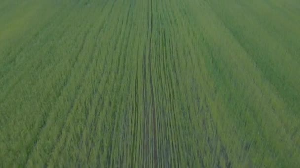 Drohnenaufnahme eines Feldes, das mit Weizen gesät wurde. Schöne Aussicht auf Ähren von grünem Weizen. Endlose grüne landwirtschaftliche Flächen. Weizenfeldernte auf dem Land. Agrarlandschaft mit Weizen — Stockvideo
