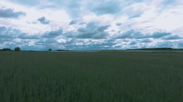 Campo di grano naturale. Campo verde grano con cielo azzurro e nuvole nella giornata di sole. Bel campo di colore verde. Campo agricolo verde infinito nella giornata soleggiata nuvolosa. Drone che sorvola il campo di grano — Video Stock