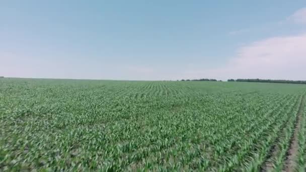 Dron letící nad zeleným polem s modrou jasnou oblohou na pozadí. Krásná příroda se zelenou loukou, letecký výhled. Zelená krajina panorama s modrou oblohou — Stock video