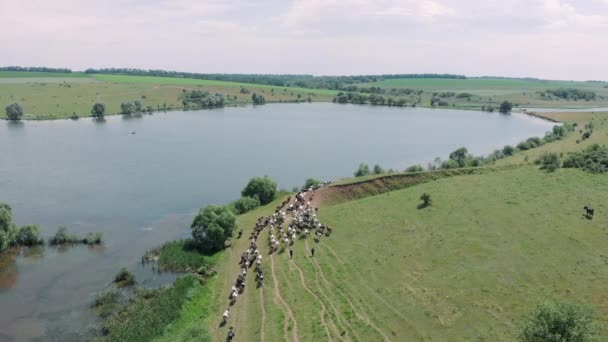 Vista aerea superiore di bella natura ucraina con campi e lago. Prato con bestiame al pascolo in erba. mandria di mucche che vanno al lago per l'irrigazione. Le mucche sono solitamente utilizzate per la produzione di latte — Video Stock