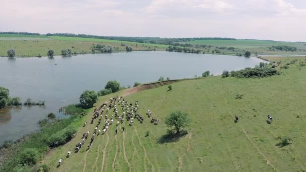 Vacche da latte al pascolo in un campo vicino al lago, vista aerea drone. La mandria di bestiame pascola su prato verde con lago. Il pastore conduce molte vacche a posto annaffiante a campagna. Concetto agricolo — Video Stock