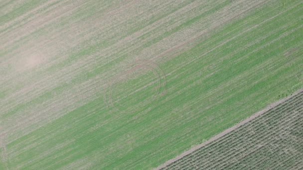 Zelené zemědělské pole, letecký dron, výhled shora. Krajina s rostoucím kukuřičným polem s jasně modrou oblohou. Krásná ukrajinská pole. Ekologický koncept — Stock video