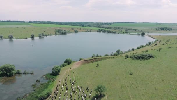 Pastor leva rebanho de vacas ao lugar de rega no lago, vista aérea drone. Rebanho de vacas com lago e bela natureza no fundo. A tagarelice vai pelos campos até ao lago. Conceito agrícola — Vídeo de Stock