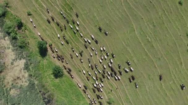Pastýř vede stádo krav na polích, pohled shora. Mnoho krav na zelené letní louce. Stádo krav pasoucích se na polích. Mléčné krávy stádo na loukách. Pohled shora na stáda krav pasoucích se na pastevním poli. — Stock video