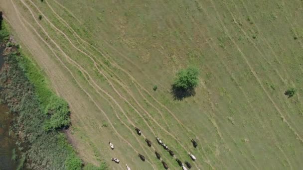 Mandria di mucca nei campi. Prato con bestiame al pascolo in erba. Vacche da latte si radunano sui prati. Drone vista dall'alto di mucche gregge pascolo sul campo pascolo. Pastore conduce mandria di mucche al luogo di abbeveraggio — Video Stock