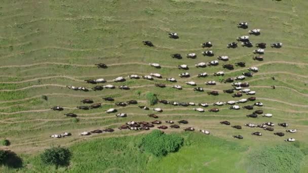 Viele Kühe auf der grünen Sommerwiese, Drohnenblick aus der Luft. Kuhherden weiden auf Feldern. Luftaufnahme von Milchkühen auf Weiden. Drone Drone Drone Ansicht von Kühen Herde grasen auf der Weide Feld. — Stockvideo