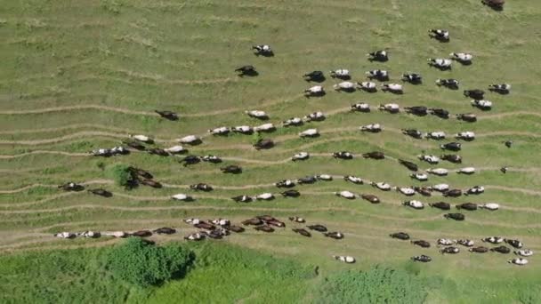 Os pastores conduzem o rebanho de vacas ao lugar de rega. Vista superior do prado com gado pastando na grama. Rebanho de vacas a pastar no prado de manteiga. Rebanho de vacas a pastorear em campos — Vídeo de Stock