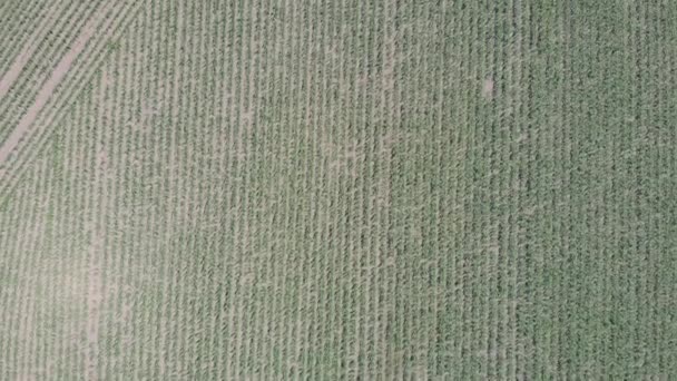 Campo de maíz verde desde la vista de pájaro. Vuelo por encima del paisaje rural con cultivo de maíz. Vista aérea de campo verde sembrado por maíz. Concepto agrícola — Vídeo de stock