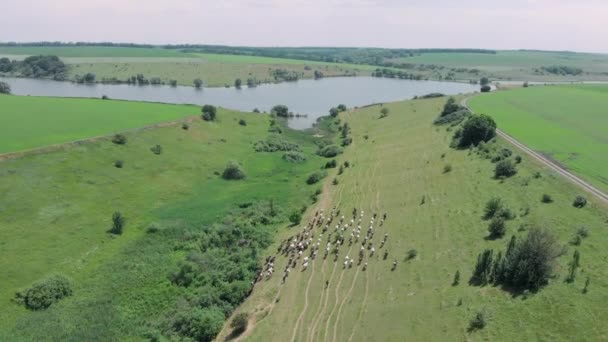 Shepherd conduce un branco di mucche ad abbeverarsi al lago. Branco di mucche sul campo, veduta aerea dei droni. Mucche al pascolo nei campi. I pastori brucano mandrie di mucche in campagna. Concetto agricolo — Video Stock