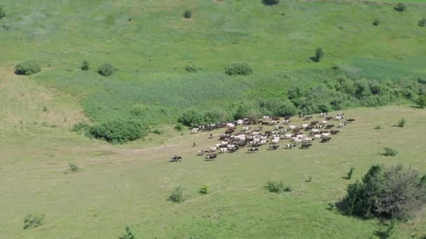 소떼 가 들판에 있고, 공중 무인기가시야에 들어옵니다. 소들 이 들판에서 풀을 뜯고 있다. 목자들은 시골에서 소떼를 무리지어 풀을 뜯습니다. 농업 개념 — 비디오