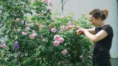 Elinde secateurs olan beyaz bir kadın meyve bahçesinde gül kesiyor. Aydınlık ve güneşli bir günde evinin yanında kadın bahçıvanı. Bahçede çiçekleri budayıp duran bir kadın.