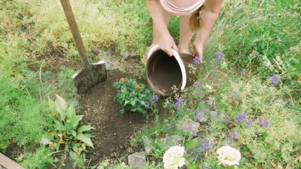 庭の女性農家散水バラ植物。退職活動。果樹園で成熟した女性の散水花。園芸の概念 — ストック動画