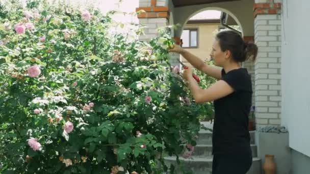 Samica krojąca róże w sadzie. Kobieta przycinanie kwiaty w ogrodzie w pobliżu domu. Dziewczyna ogrodnictwo w słoneczny letni dzień. Kobieta utrzymująca rośliny latem — Wideo stockowe