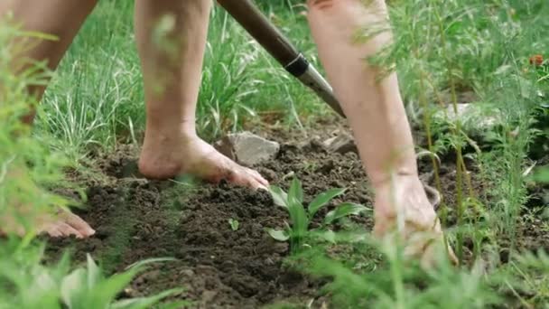 Meyve bahçesinde çalışan olgun bir kadın. Son sınıf kadın bahçıvanlığını yakından çek. Çiçek bahçesinde çiçek saklayan emekli kadın. — Stok video