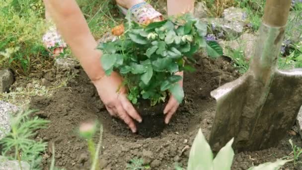 Plantando flores en el jardín. Mujer planta rosas en huerto. Mujer madura jubilada manteniendo plantas en su jardín. Jardinería femenina en huerto . — Vídeo de stock