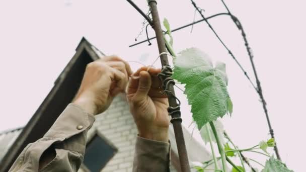 Las manos masculinas maduras atan racimos de uvas en el huerto. Agricultor caucásico trabajando en el jardín. Jardinería de jubilados. Jardinero mantener las plantas en el jardín — Vídeos de Stock