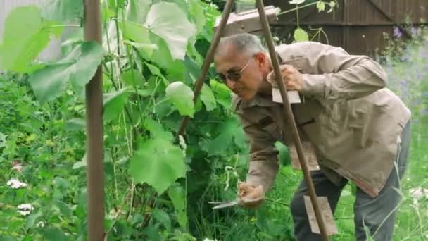 Hombre mayor en el jardín está cortando racimos de uvas. Granjero macho maduro trabajando en huerto. Jardinería de jubilados. Viejo podando árboles en huerto frutal . — Vídeo de stock