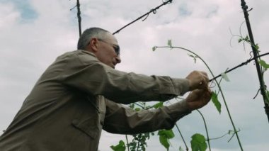 Meyve bahçesinde çalışan olgun bir erkek çiftçi. Emekli adam bahçıvanlığı. Yaşlı adam meyve bahçesindeki ağaçları bağlıyor. Bahçede üzüm bağlayan bahçıvan.