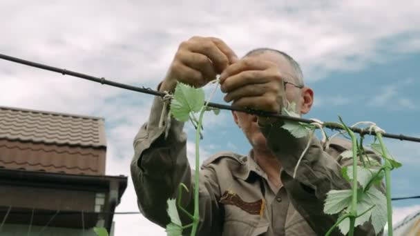 Portrait de l'homme mûr attache des grappes de raisin dans le verger, vue à la main. Homme âgé travaillant dans Green Garden. Concept agricole. Homme âgé seul, faisant du jardinage à la maison — Video