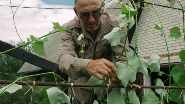 Bahçıvan ağacı bağlar, olgun bir çiftçi baharda yeşil bahçede bir demet üzüm bağlar. Kıdemli adam üzüm ekiyor.. — Stok video