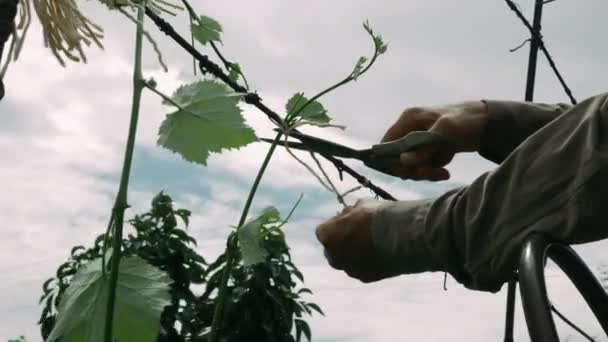 Ręce z sekatorami przycinającymi pęczki winogron wiosną, ujęcie ręczne. Starszy mężczyzna pracujący w sadzie latem — Wideo stockowe