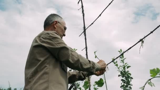 Kafkas çiftçisinin meyve bahçesinde üzüm bağlarken elde taşınan görüntüsü. Yeşil bahçede çalışan kıdemli bir adam. Tarım kavramı — Stok video