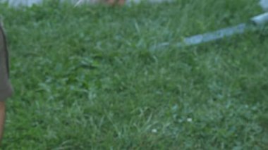 Yakacak odun kesen yaşlı adam. Baltalı adam yakacak odun kesiyor. Yakacak odunları kapatın. Yeşil çimlerin üzerinde odun kesen bir adam.