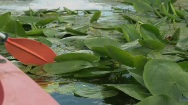 Kano küreği nilüfer çiçekleri ile nehir suyuna daldırılıyor. Kürek suda kürek çekiyor. Kadın kanoda kürek çekiyor, yaklaşın. Su turizmi. Spor kürek çekme. Kadın turist tekneyle nehri keşfediyor. — Stok video