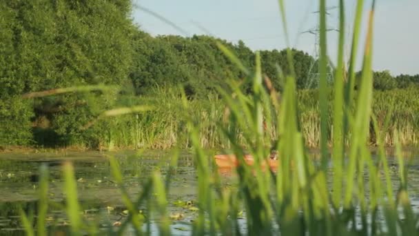 Attrayant femelle flotte en canot par temps ensoleillé. Femme à rame pagaie en kayak sur la rivière en été. Touriste fille rafting en bateau le long du lac, explorer le paysage et profiter des vacances. — Video