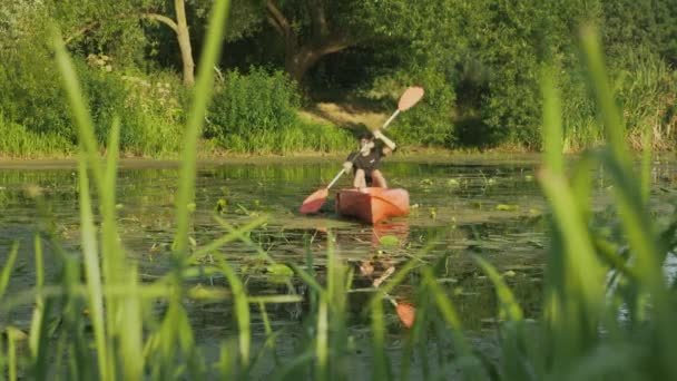 男は穏やかな川の蓮の花を通して赤いボートで帆。若い白人男性は晴れた夏の日にカヤックに浮かんでいます。観光客は夏に湖でカヤックです。旅行者はカヌーで川を探索している — ストック動画