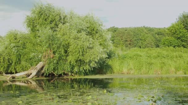 Giovane uomo caucasico naviga in canoa rossa lungo il fiume in estate. Forte turista maschile è galleggiante in kayak sul lago durante i fine settimana di vacanza. Viaggiatore sportivo è remare in barca rossa ed esplorare il fiume — Video Stock