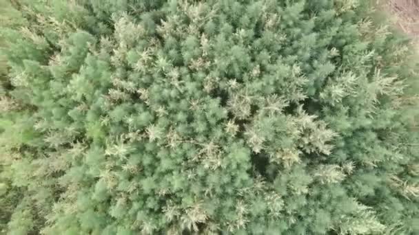 Vue par drone du champ de chanvre avec un léger vent. Vue du dessus du magnifique champ de chanvre de marijuana. Champ de cannabis à la marijuana vue d'oiseau