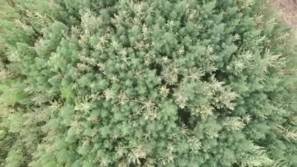 Drone vista del campo de cáñamo con ligero viento. Vista superior del hermoso campo de cáñamo marihuana. Campo de marihuana desde la vista de pájaro — Vídeos de Stock