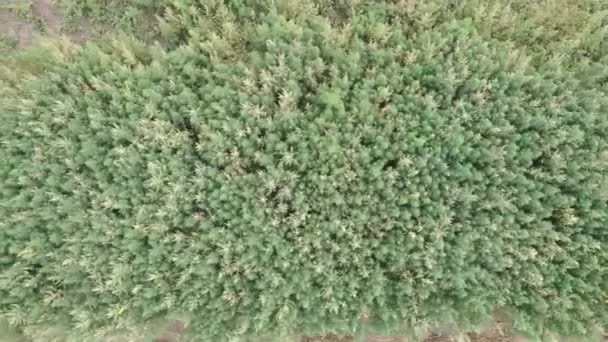 Vista aérea do campo de cânhamo com pouco vento, tiro de rastreamento drone vertical. Erva daninha é mercadoria sustentável. Campo de cânhamo de maconha. Cultivo de plantas medicinais e recreativas de maconha . — Vídeo de Stock