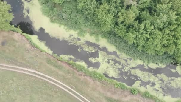 Paisaje fluvial con árboles verdes en verano, vista al dron. Drone vista de la hermosa naturaleza en el campo — Vídeos de Stock
