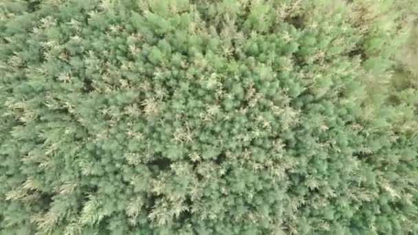 Plantes médicinales de marijuana. Les buissons de chanvre se balancent dans le vent. Chanvre mûr avec des graines. Culture de plantes médicinales et récréatives de marijuana. Vue par drone du champ de chanvre avec un léger vent