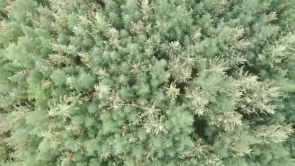 Grand champ de cannabis chanvre. "Cannabis leafs and narcotic buds in illegal narco plantation". Culture médicinale au champ de cannabis. Plantation illégale de mauvaises herbes narco poussant à l'extérieur