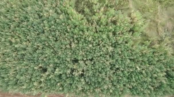 Vue de drone de beau champ de chanvre vert en été. Grand champ de chanvre marijuana. Vue tournante du champ de plantation de cannabis industriel