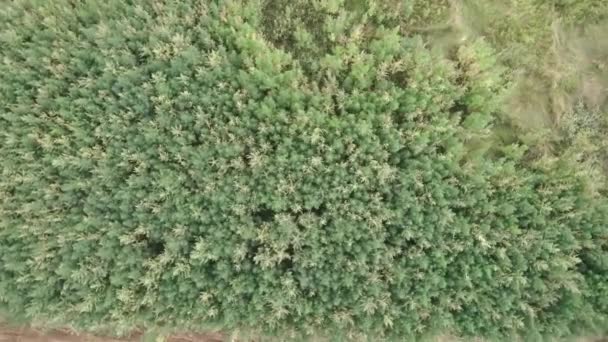 Drone vista del hermoso campo de cáñamo verde en verano. Gran campo de marihuana de cáñamo. Vista rotatoria del campo de plantación industrial de cannabis — Vídeos de Stock