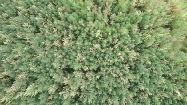 Vue du dessus du champ de chanvre, vue sur drone. Le chanvre est une matière première renouvelable. Champ vert de chanvre marijuana cannabis vue d'oiseau. Plante de cannabis médical. Les buissons de marijuana se balancent dans le vent à la campagne