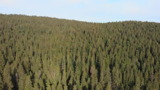 Drone volant au-dessus de la belle forêt de pins verts en été. Paysage forestier et montagnes incroyables — Video