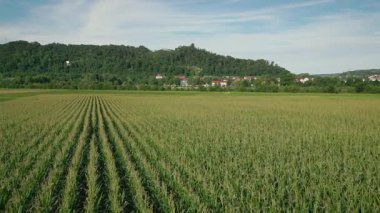 Güney Almanya 'da olgunlaşmış mısır tarlası üzerinde uçuş. Yazın mısır yeşili tarım alanının hava aracı görüntüsü