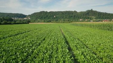 Güneşli yaz gününde mısır tarlası. Yırtılmış mısır bitkilerinin üzerinde uçuyorlar. Tarım ve tarım sektörü kavramı