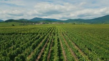 Fransa 'nın Alsace bölgesinde yaz mevsiminde üzüm bağı, hava manzaralı. Tarlaların üzerinde uçan ve sıralanmış üzüm ağaçları.