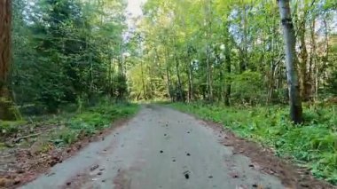 Yaz ormanlarında yeşil ağaçların arasında dar asfalt yolda at sürmek. Güneşli yaz gününde ormanda ilerlemek, güzel doğayı keşfetmek. Macera yolculuğu konsepti