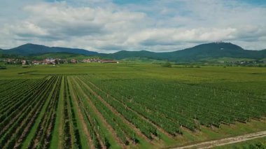 Alsace France 'da güzel üzüm bağlarının panoramik manzarası. Yaz mevsiminde yeşil üzüm ağaçları ve arka planda dağlar olan meyve çiftliklerinin hava drone görüntüsü